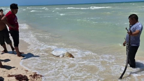 Alarma avistamiento de tortuga en costas de Sisal hoy miércoles 16 de abril de 2025; ¿está herida?