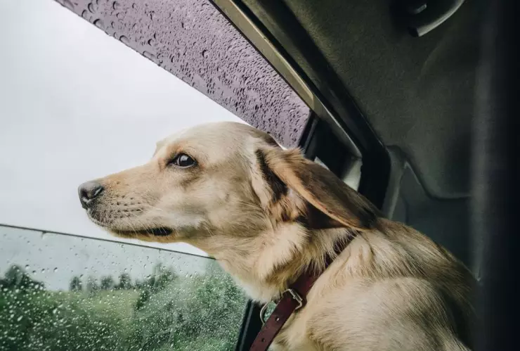 ¿Por qué a los perros se les dice “Firulais”? El origen se relaciona con Estados Unidos