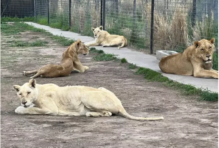 felinos en el ajusco traslado zoologicos gdl morelia