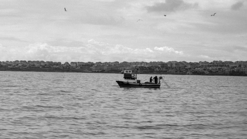 Vaquitas Marinas: ¿Cuántas quedan en México?