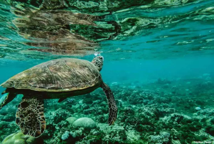 jóvenes golpean tortuga varada playa.jpg