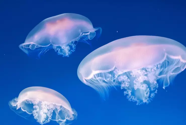 medusas en el mar