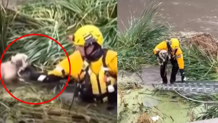 perro rescatado en California