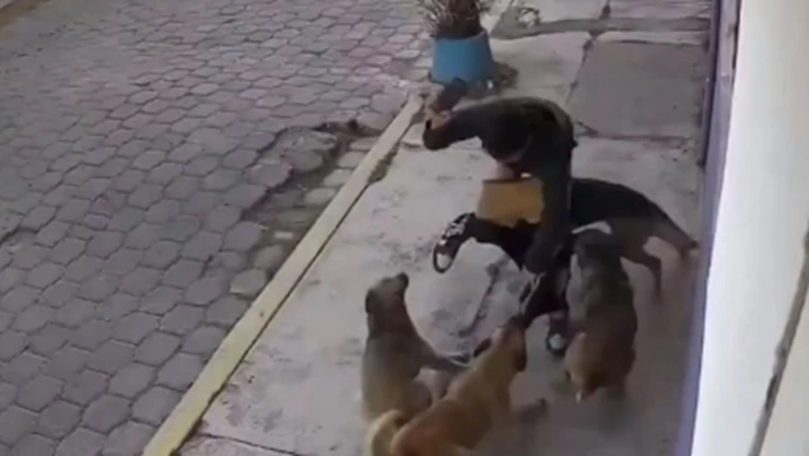 Jauría ataca a dos jóvenes en San Miguel Totocuitlapilco, Metepec