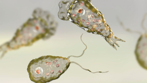 Naegleria fowleri