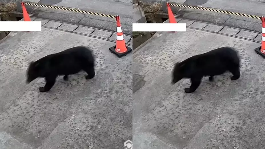 aparición de oso fuera de museo de Japón