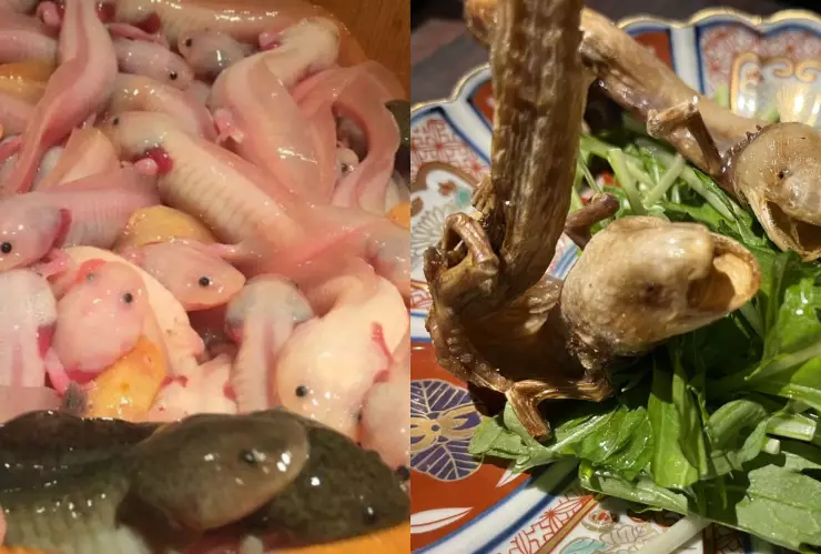 Así lucen los ajolotes fritos que un restaurante ofrece en Japón