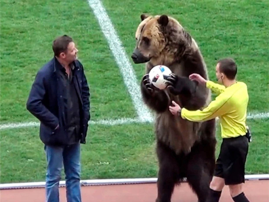 Oso, entrega balón de futbol