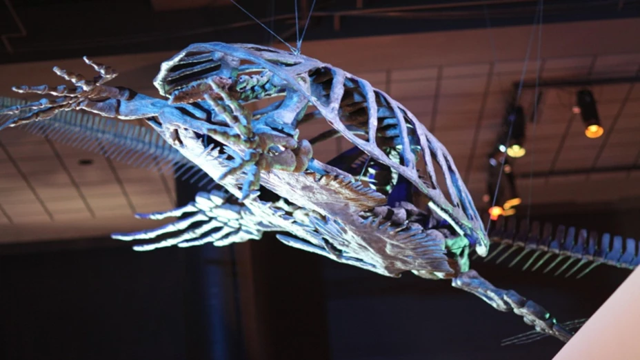 fosil tortuga cantante