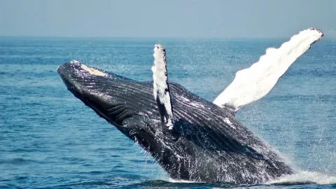 Avistamiento de ballenas Ensenada 2024 ¿Dónde y cómo se pueden ver en Baja California