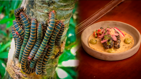 Gusanos comestibles de Chiapas: Zats