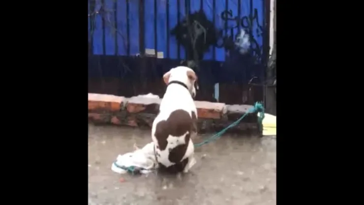Perro en la azotea sufre de intensa granizada