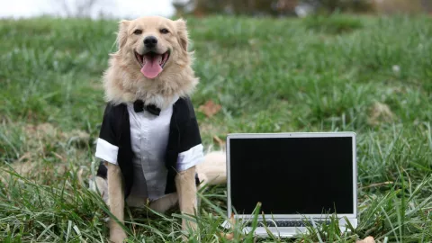 Perrito en TikTok se hace viral por ir a boda sin dueño