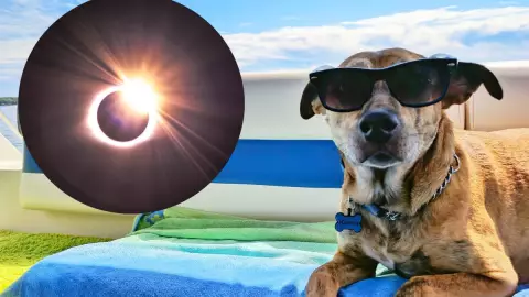 Así puede afectar el eclipse solar del 14 de octubre a las mascotas_ UNAM