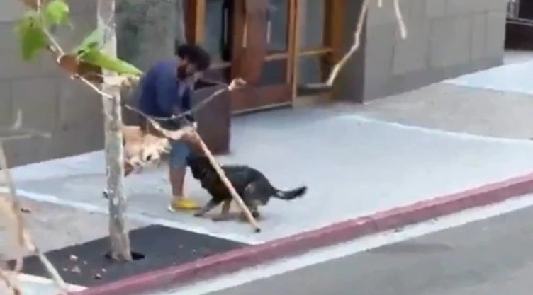 Perro-K9-de-la-policía-soportó-agresión-y-sometió-a-sospechoso-de-apuñalamiento-en-San-Diego.webp
