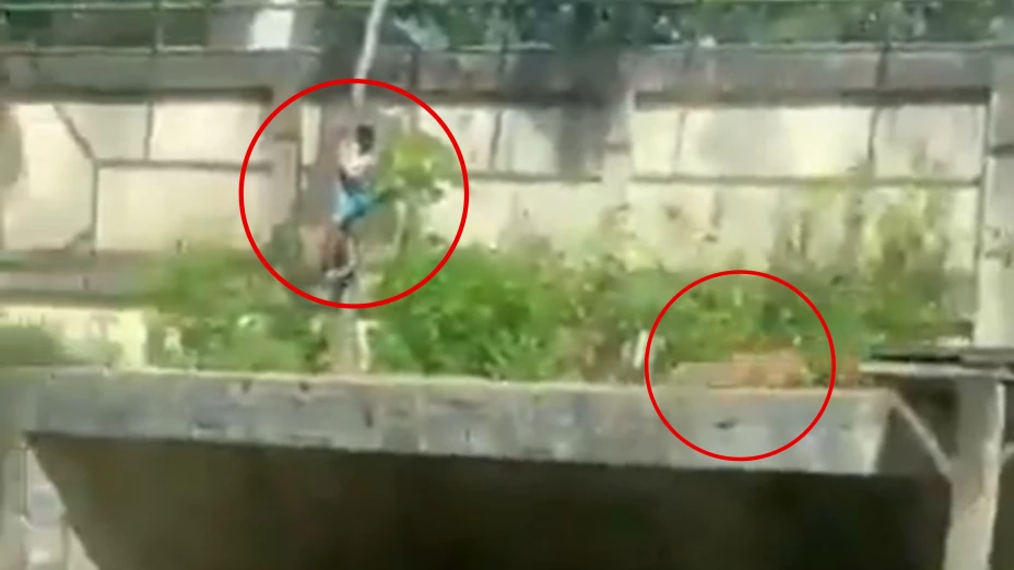 Hombre muere tras ingresar al área de leones en zoológico.