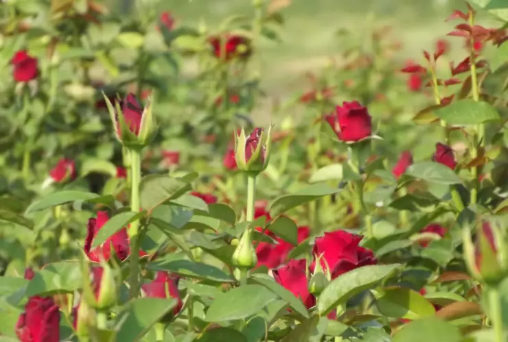Buscas obsequio para mamá - Las rosas morelenses son las mejores