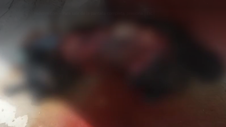 perrito muerto