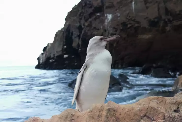 Captan a un extraño pingüino blanco paseando por islas Galápagos