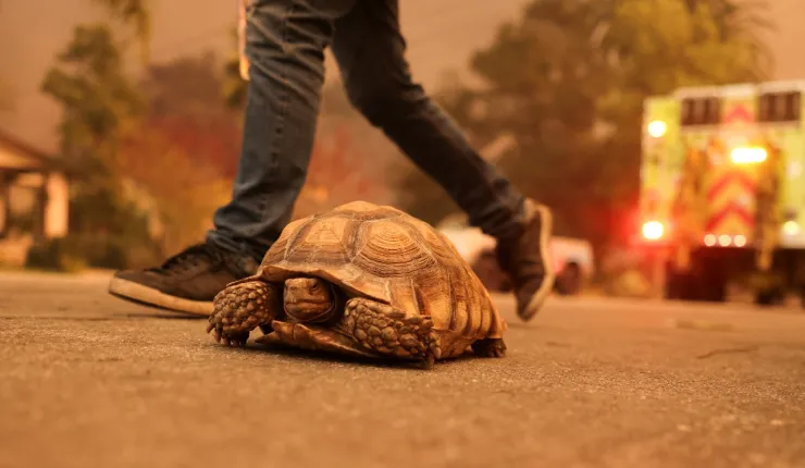 Una tortuga camina por las calles de California, durante las evacuaciones masivas