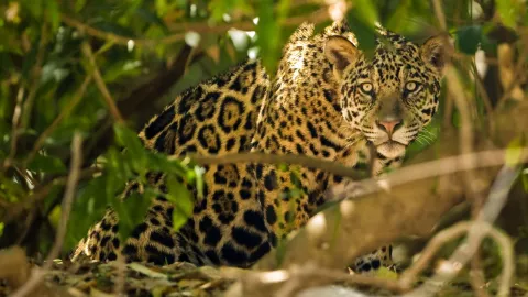 jaguar escondido entre la maleza