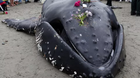 Sexta extinción masiva de especies en La Tierra