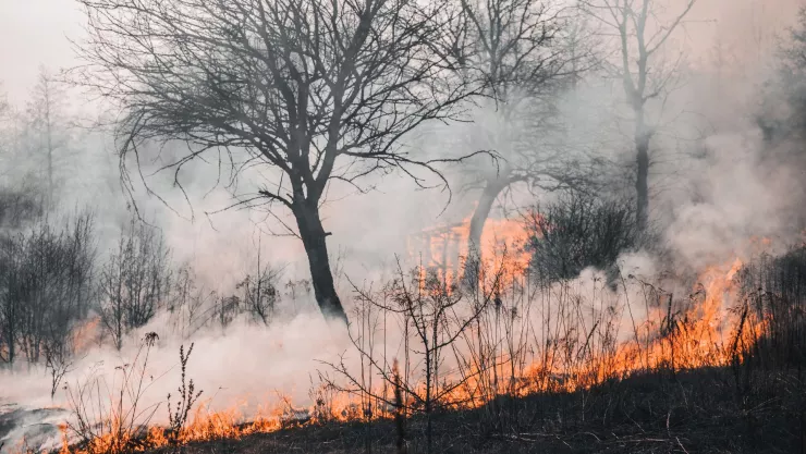 Incendio en Zacatecas ¿Cómo ocurrió la propagación del fuego en la comunidad de Los Ramos