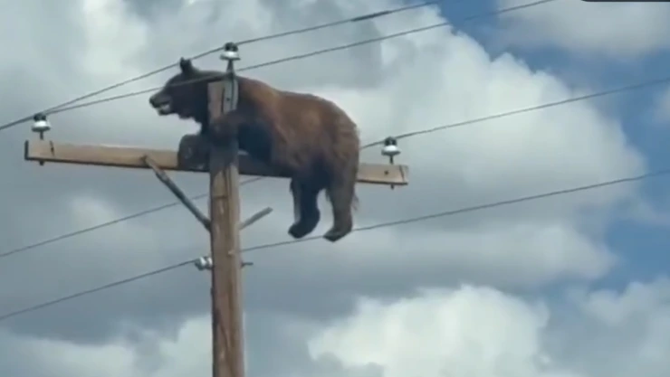 Un oso es captado en lo alto de un poste de luz en Nuevo México