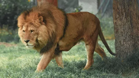 León ataca a hombre en la India