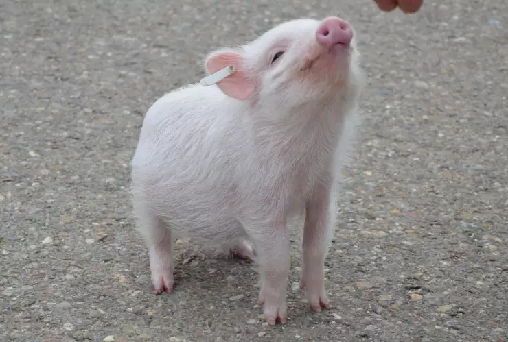 ¡Un hito para la ciencia! Aprueban ensayo clínica para trasplantar riñones de cerdo a humanos