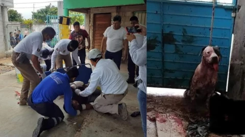 perro pitbull no será sacrificado