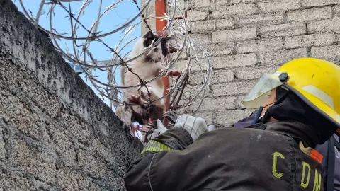 Bomberos rescatan a gatito atorado en un alambre de p&uacute;as en Iztapalapa