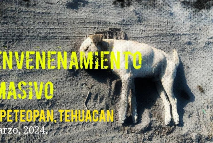 evenenan a perritos en tehuacán marzo 2024