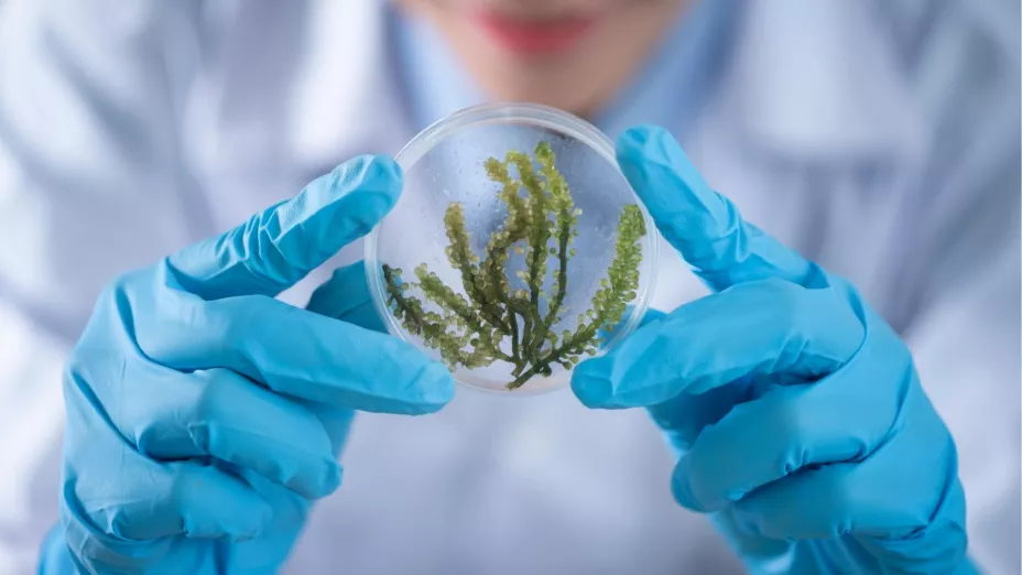 Todos hablan de los premios Nobel, pero ¿qué pasa con los Ignobel Los premios más locos de la ciencia y ésta es la lista COMPLETA de ganadores