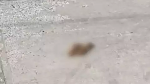 WhatsApp Image 2026-01-28 at 15.24.07