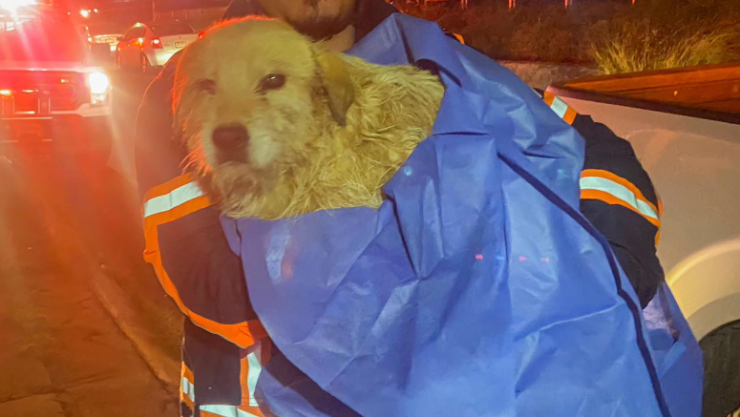 Perrito rescatado de drenaje en la carretera 57, El Marqués, Querétaro