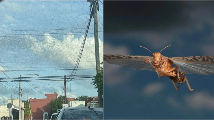 Plaga de langosta imvade Mérida