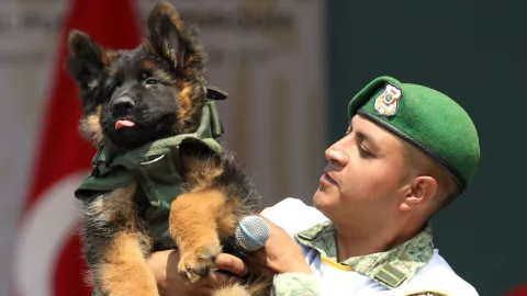 Erigir&aacute;n estatua de Proteo, perro rescatista que muri&oacute; en Turqu&iacute;a