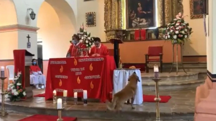 Perrito roba pan en misa