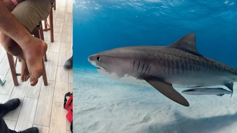 Descartan ataque de tiburón a extranjero en Playa del Carmen; ya tenía las heridas.jpg