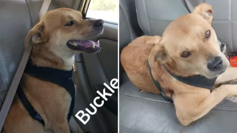 El último adiós a ‘El Chicles’ Tijuana despide a su perrito maratonista.jpg