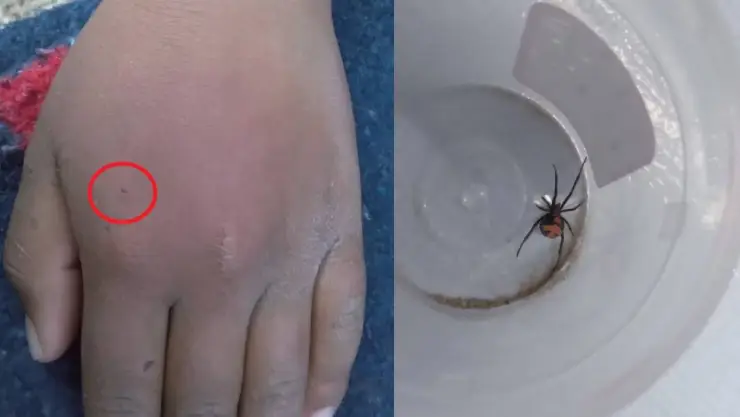 Niño se deja morder por viuda negra para convertirse en Spider-Man