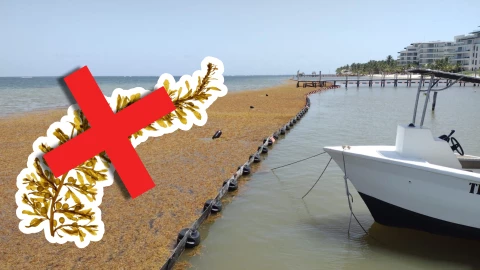 Playas libres de sargazo en Quintana Roo HOY 25 de agosto de 2025_ Lista desde Holbox, Cancún y hasta Tulum.jpg