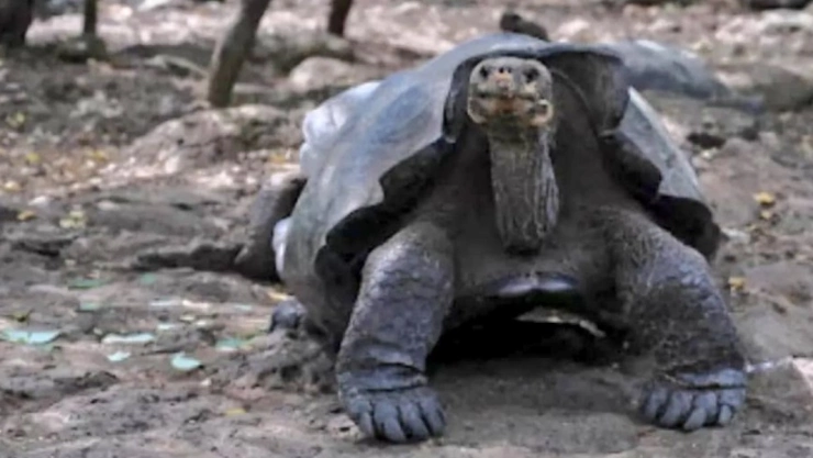 tortugas gigantes islas galápagos.jpg