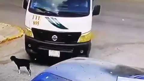 Detienen a extranjero por lanzar a su perro por el balcón en un departamento en Cancún