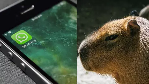 ¿Cómo activar el Modo Capibara en WhatsApp?