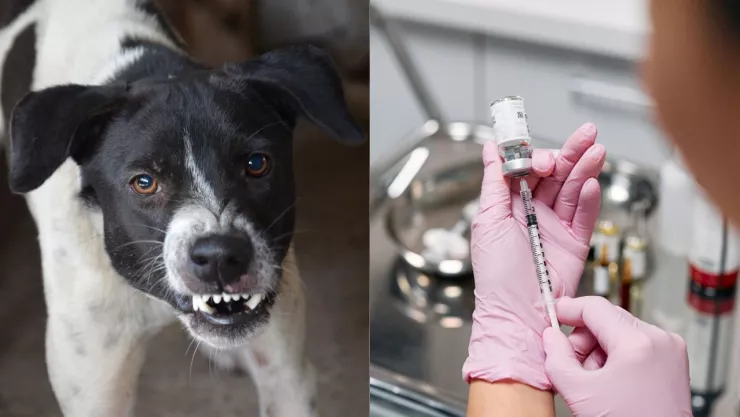 ¿Cuánto tiempo tengo para vacunarme contra la rabia?