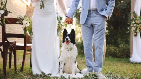 Perros testigos en bodas