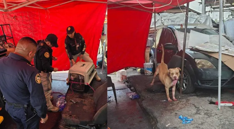 Indigente muere tras ser mordido por un perro en la alcaldía GAM