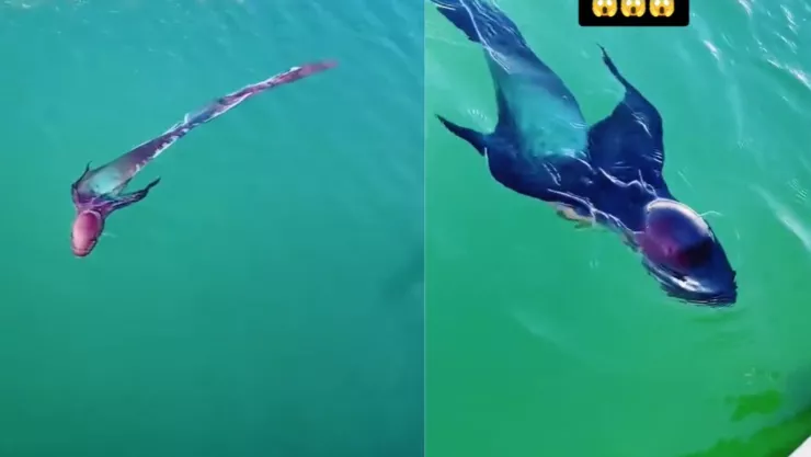 Extraña criatura es captada en aguas mexicanas